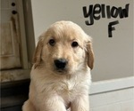 Puppy Yellow Mastiff