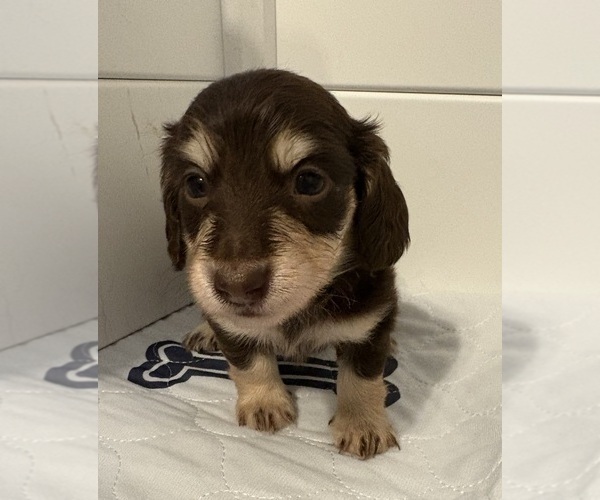 Medium Photo #1 Dachshund Puppy For Sale in CHARLOTTESVILLE, VA, USA
