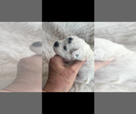 Small #2 Poodle (Toy)