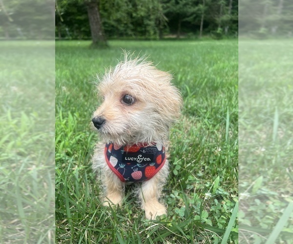 Medium Photo #5 Morkie Puppy For Sale in DURHAM, CT, USA