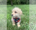 Small #4 Morkie
