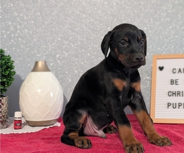 Medium Photo #15 Doberman Pinscher Puppy For Sale in GOSHEN, IN, USA