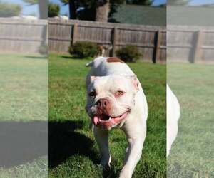 Smoosh - Male Mutt Dog for Adoption - Photo #3