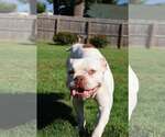 Small Photo #3 Mutt Puppy For Sale in Waterloo, IA, USA