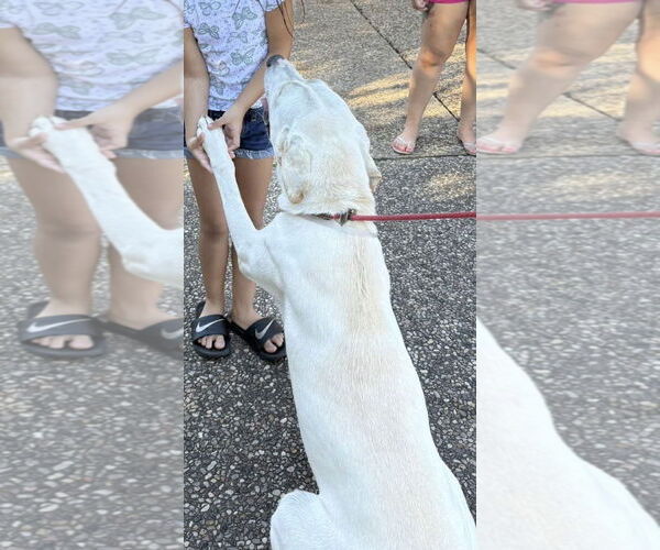 Medium Photo #3 - Mix Puppy For Sale in Kankakee, IL, USA