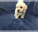 Small Photo #18 Poodle (Toy) Puppy For Sale in SAFFORD, AZ, USA