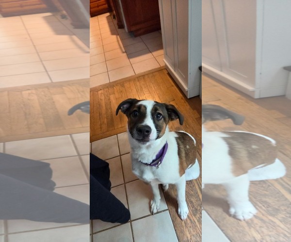 Medium Photo #2 Mutt Puppy For Sale in pomfret, CT, USA