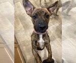 Nala - Female Dachshund-Unknown Mix Dog for Adoption - Small photo