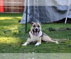 Anatolian Shepherd-Siberian Husky Mix Dogs for adoption in Sacramento, CA, USA