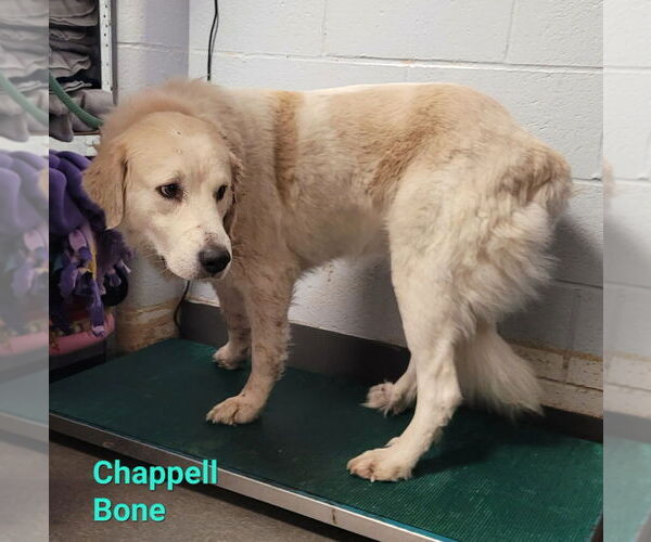 Medium Photo #3 Great Pyrenees Puppy For Sale in Richmond, IN, USA