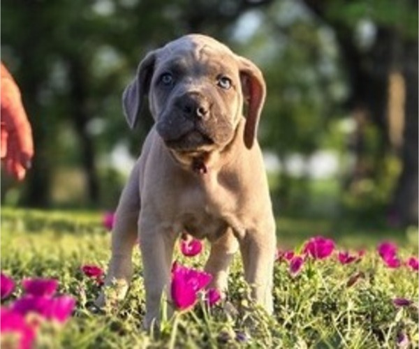 Medium Photo #27 Cane Corso Puppy For Sale in BANGS, TX, USA
