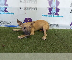 Mutt Dogs for adoption in Orlando, FL, USA