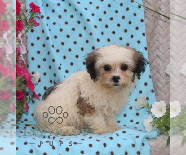 Medium Photo #2 Zuchon Puppy For Sale in RISING SUN, MD, USA