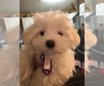 Small Photo #6 Maltese Puppy For Sale in LAKE STEVENS, WA, USA