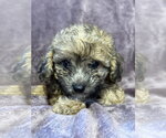 Small #2 Poodle (Miniature) Mix