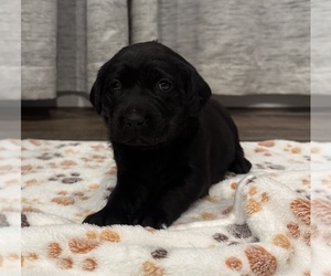 Medium Labrador Retriever