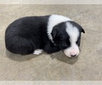 Puppy Puppy 1 Border Collie