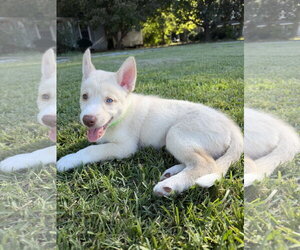 Siberian Husky Dogs for adoption in Holly Springs, NC, USA