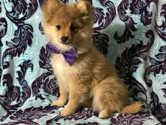 Medium Photo #5 Pom-Shi Puppy For Sale in HONEY BROOK, PA, USA