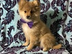 Small Photo #5 Pom-Shi Puppy For Sale in HONEY BROOK, PA, USA