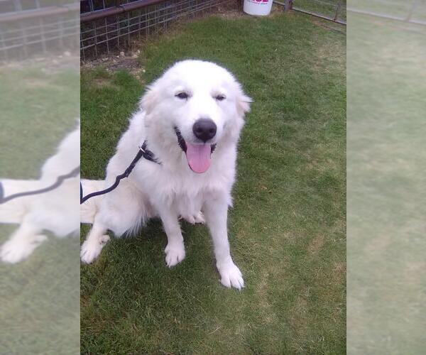Medium Photo #2 Great Pyrenees Puppy For Sale in Spring, TX, USA