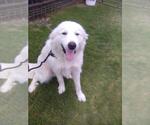 Small #1 Great Pyrenees