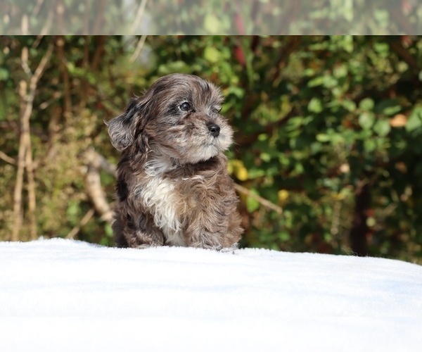 Medium Photo #14 ShihPoo Puppy For Sale in DYERSBURG, TN, USA