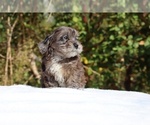 Small #13 ShihPoo