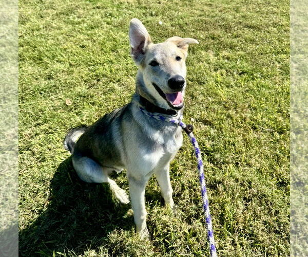 Medium Photo #1 German Shepherd Dog-Unknown Mix Puppy For Sale in Houston, TX, USA