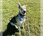 Small German Shepherd Dog Mix