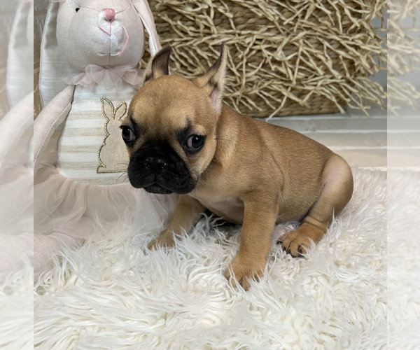 Medium Photo #1 French Bulldog Puppy For Sale in MBORO, TN, USA