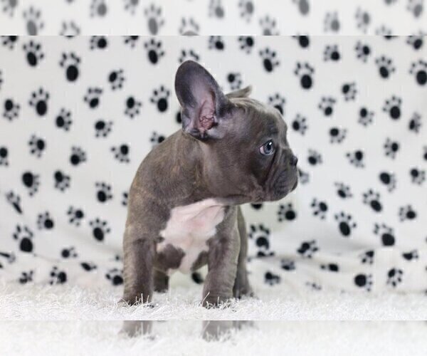 Medium Photo #2 French Bulldog Puppy For Sale in RIVERSIDE, CT, USA