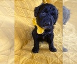 Small Photo #4 Golden Mountain Doodle  Puppy For Sale in AUBURNDALE, FL, USA