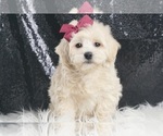 Puppy Priscilla F1 Maltipoo