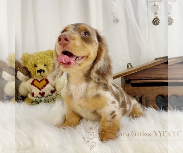 Medium Photo #3 Dachshund Puppy For Sale in ASTORIA, NY, USA