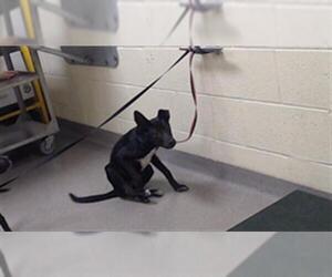 Mutt Dogs for adoption in Denver, CO, USA