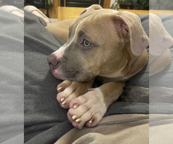 Medium Photo #15 Boxer-Unknown Mix Puppy For Sale in Princeton, MN, USA