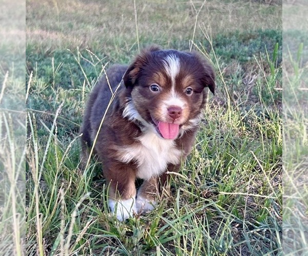 Medium Photo #3 Miniature American Shepherd Puppy For Sale in CANTON, TX, USA