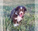 Small #2 Miniature American Shepherd