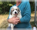 Small Photo #2 Great Pyrenees Puppy For Sale in ZEBULON, NC, USA