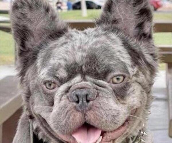 Medium Photo #11 French Bulldog Puppy For Sale in N LAS VEGAS, NV, USA