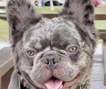 Small Photo #11 French Bulldog Puppy For Sale in N LAS VEGAS, NV, USA