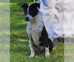 Small #2 Border Collie Mix