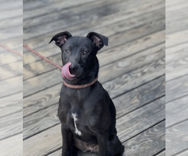 Medium Photo #26 Mutt Puppy For Sale in Dana Point, CA, USA