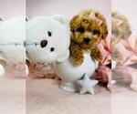 Small #25 Poodle (Toy)