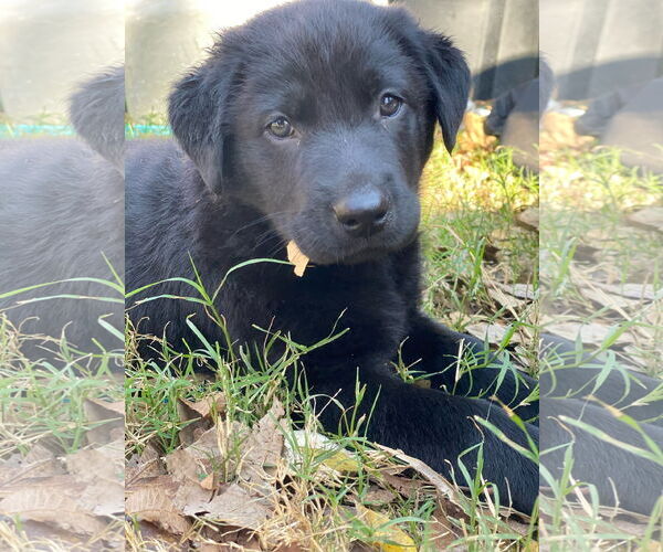 Medium Photo #2 Mutt Puppy For Sale in Euless, TX, USA