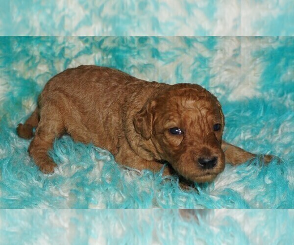 Medium Photo #3 Labradoodle Puppy For Sale in LA HABRA, CA, USA