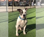 Small #1 American Pit Bull Terrier Mix