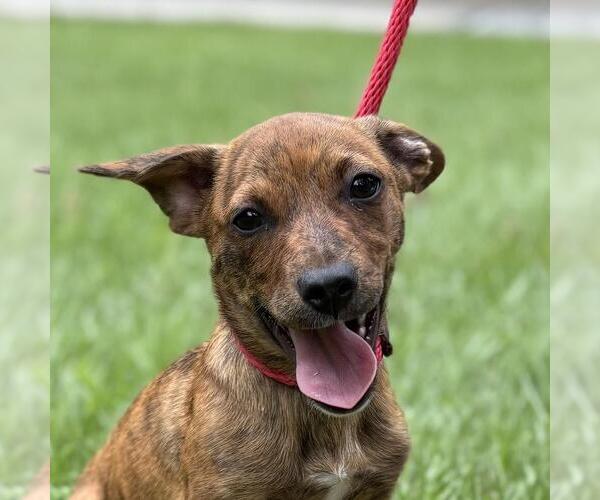 Medium Photo #1 Dachshund-Unknown Mix Puppy For Sale in Yardley, PA, USA