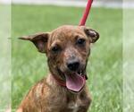 Small Dachshund Mix